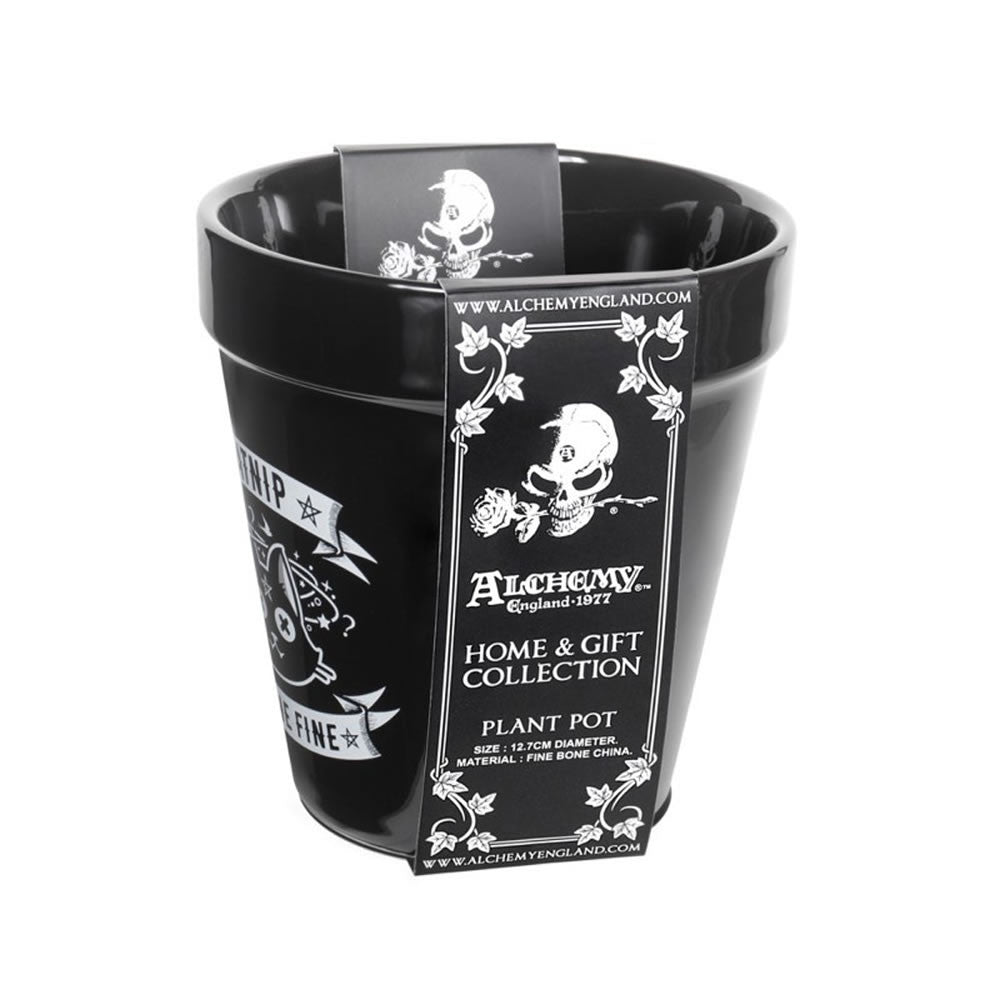 Catnip Plant Pot