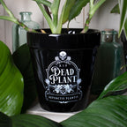 Dead Plant Plant Pot