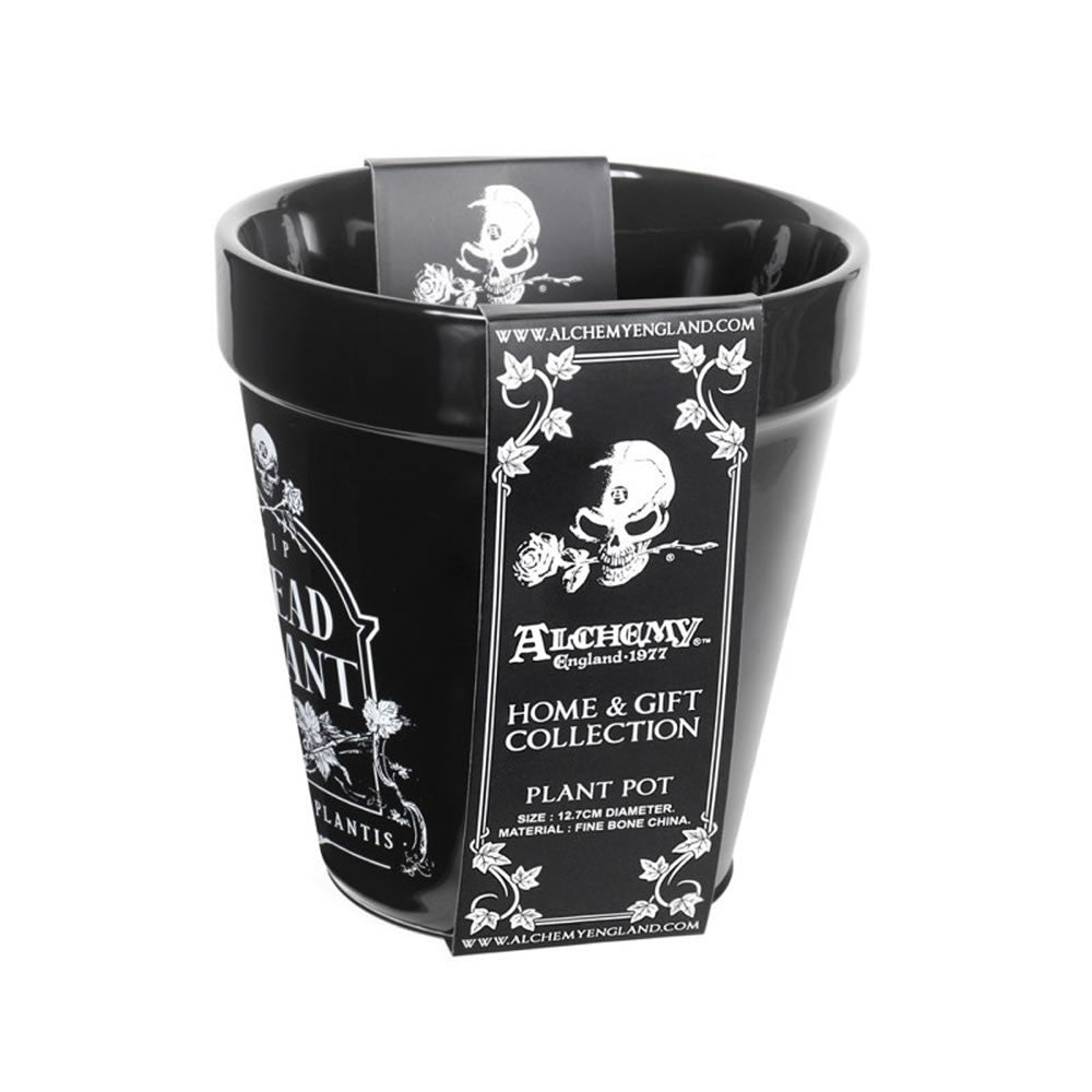 Dead Plant Plant Pot