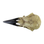 Corvus Alchemia Skull