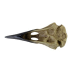 Corvus Alchemia Skull