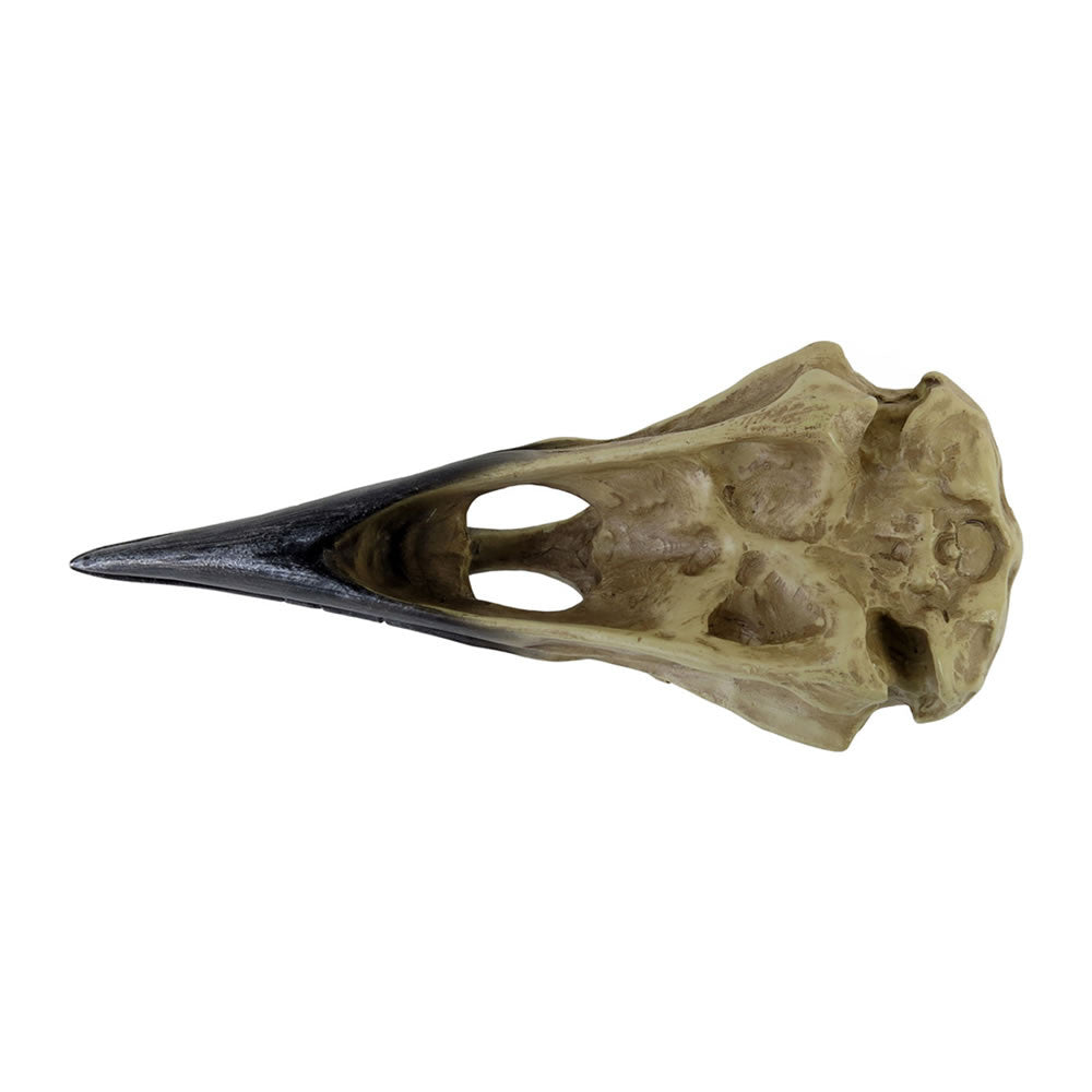 Corvus Alchemia Skull