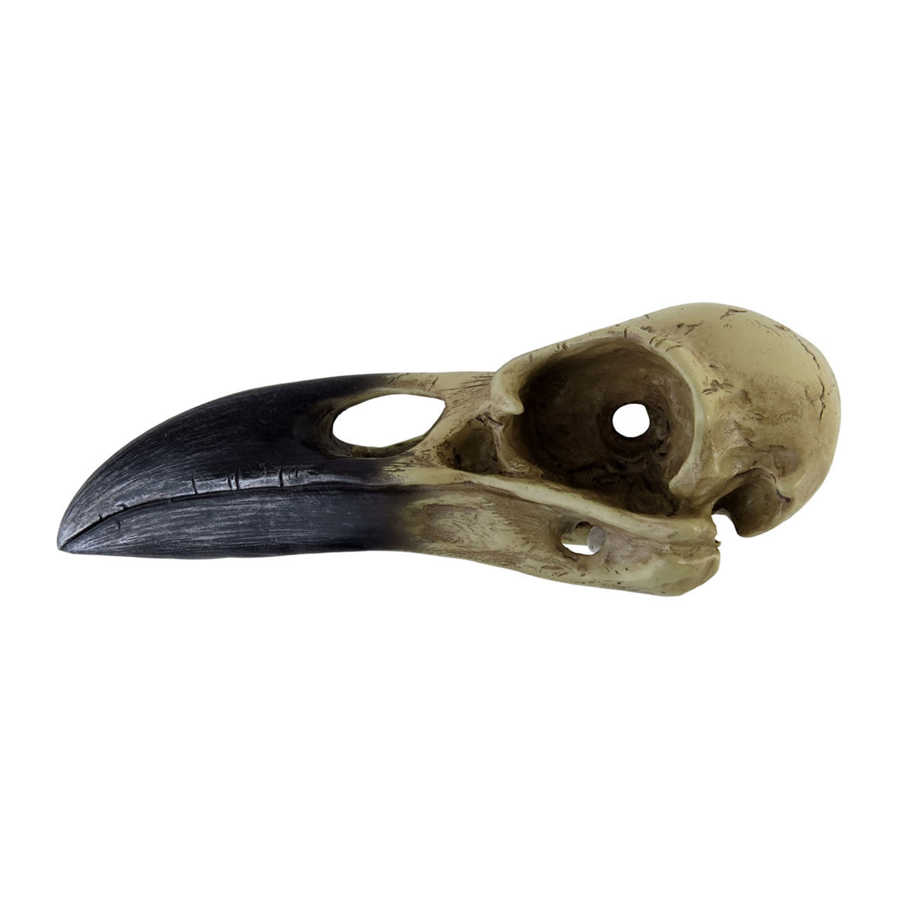 Corvus Alchemia Skull