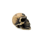Lapillus Worry Skull