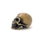 Lapillus Worry Skull