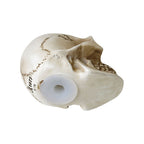Bone Colored Skull Paperweight