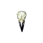 Reliquary Raven Skull
