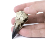 Reliquary Raven Skull