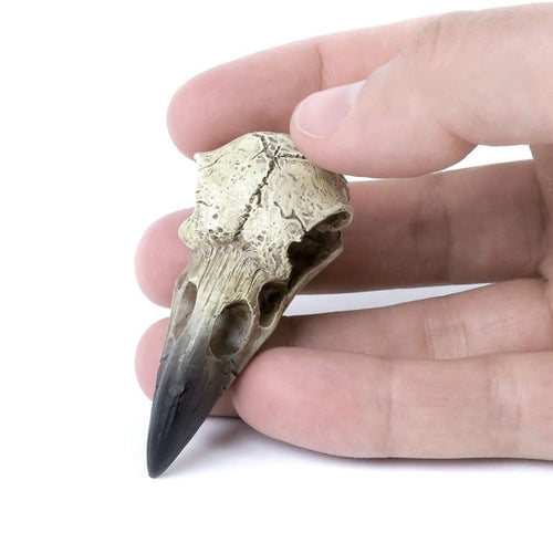 Reliquary Raven Skull