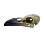 Omega Raven Skull